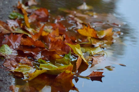 Autumn leaves in a paddle om the street as a close-upの写真素材