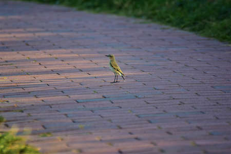 Little green yellow bird walking on a Pavementの写真素材