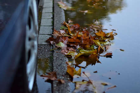 Autumn leaves in a paddle om the street besides a car as a close upの写真素材