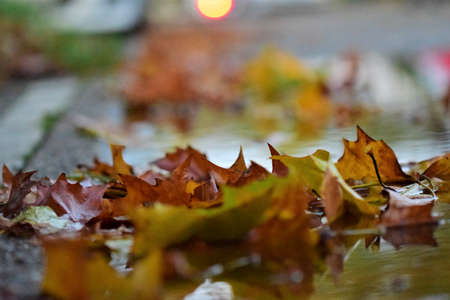 Autumn leaves in a paddle om the street as a close-upの写真素材