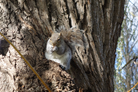 Squirrel sits on a willowtree eating a peanutの写真素材
