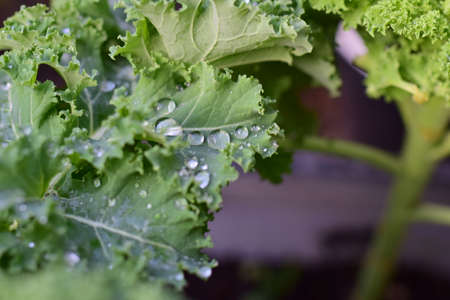 A close up of wet green kale leaves