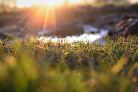 Close up of green grass and a puddle at sunsetの写真素材