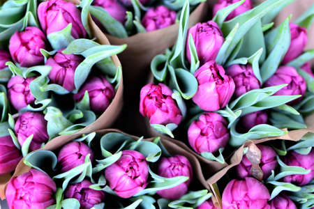 Close up of purple tulips from aboveの写真素材