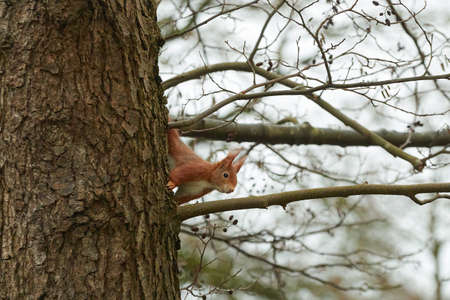 One red squirrel climbs on an oak tree