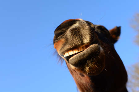 Open mouth of a brown horse as a close up from belowの写真素材