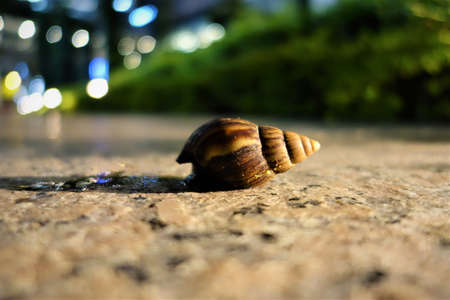 One big housing screw on a pathway at nightの写真素材