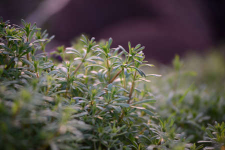 Galiume aparine as a close up in backlight at sunset