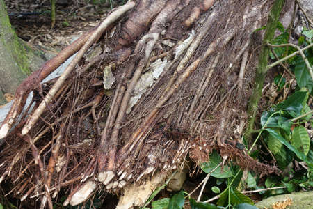 An old tree root in the rainforest