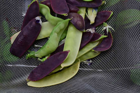 Sugar snap peas in three different colours