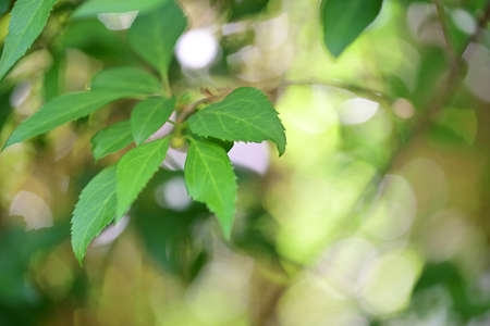Forsythia leaves as a close up against a blurred background