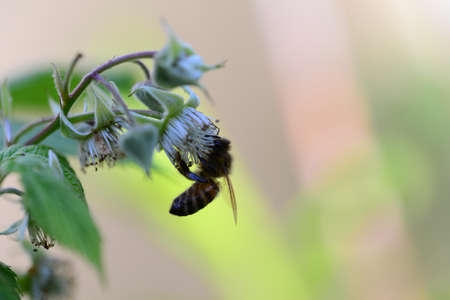Unripe rashberry on the bush and a bee as a closeup against a blurred background