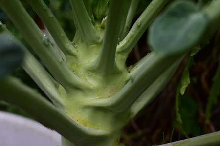White melt kohlrabi in a flowerpot as a close upの写真素材