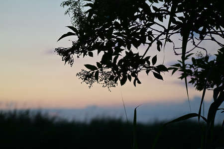 Silhouette of an elderberry branch against a colouful blurred background