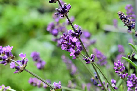 Flowering lavender against a blurred green backgroundの写真素材