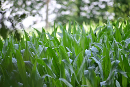 Cornfield with growing plants surrounded by trees