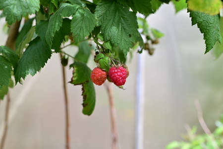 Ripe rashberries on the bush with a various of focus