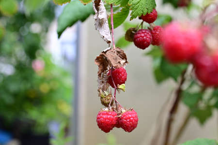 Ripe and unripe rashberries on the bush with a various of focus