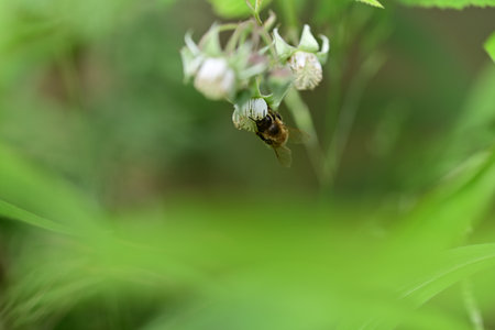Unripe rashberry on the bush and a bee as a closeup against a blurred background