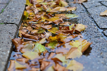 Autumn leaves on a wet road as a close upの写真素材