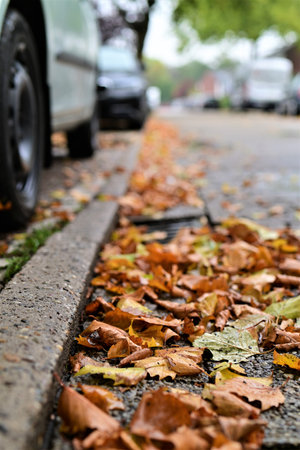 Autumn leaves on a road against a blurred background