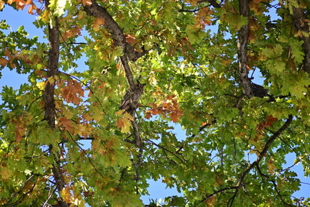 Long eared owl in a plane treeの写真素材