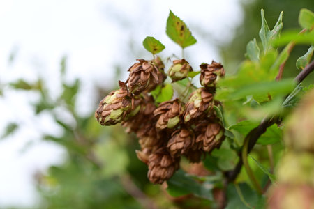 brown and green hop cones against blurred green treesの写真素材