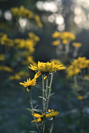 Field of small sunflowers in the evening sunの写真素材