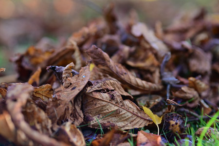 brown autumn leaves as a close upの写真素材