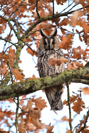 Long eared owl in an oak treeの写真素材