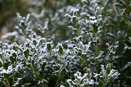 Ilex hedge with hoarfrost as a close upの写真素材