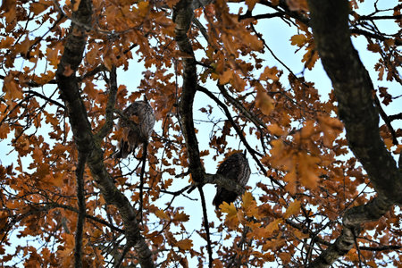 Two long eared owls in an oak treeの写真素材
