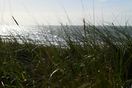 Beach grasses as a closeup against the ocean