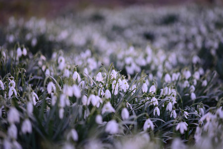 Snowdrop field - Galanthus - as a close upの写真素材