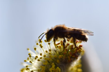 Bee on a flowering willow salicaceae against a blurred backgroundの写真素材