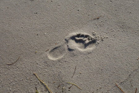 Human footprint in he sand on the beachの写真素材