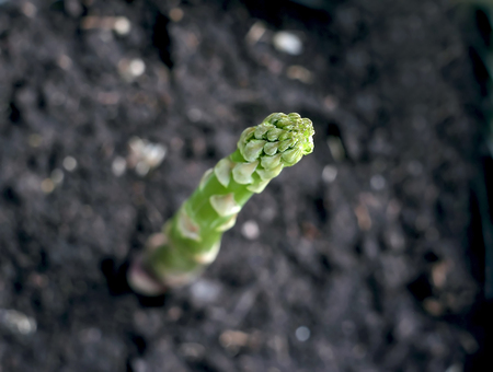 Single green asparagus on a field, selective focusの写真素材