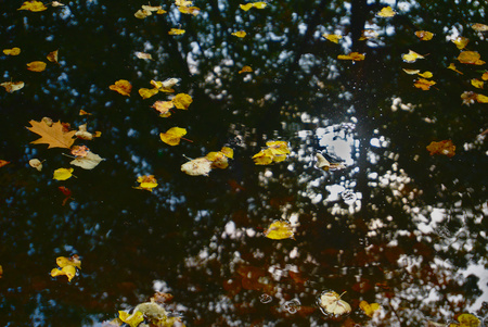 fallen leaves on the waterの写真素材