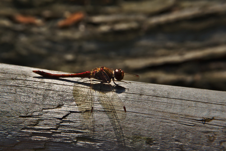 a dragon-fly on a wooden groundの写真素材
