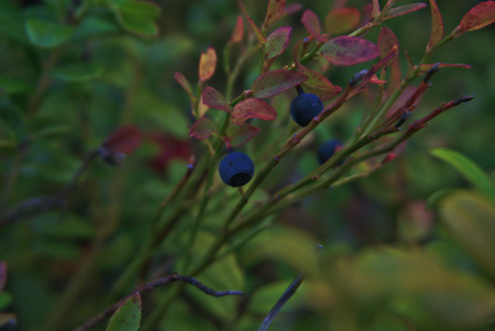 berries on a bushの写真素材