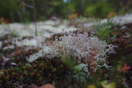 moss in sweden