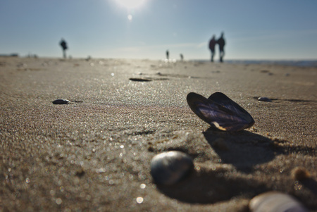 people walking on the sunny beach