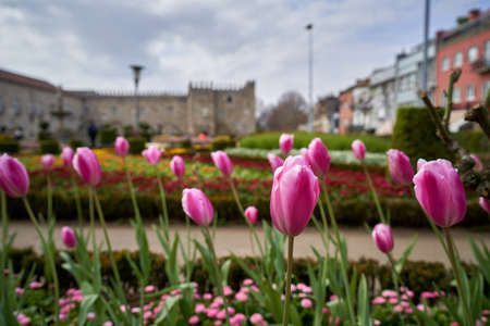 The purple tulips in the Jardin de Santa Barbara, Braga, Portugalの写真素材