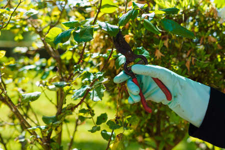 Hands of a gardener pruning a plant