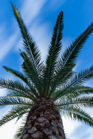 Palm leaves with a blue skyの写真素材