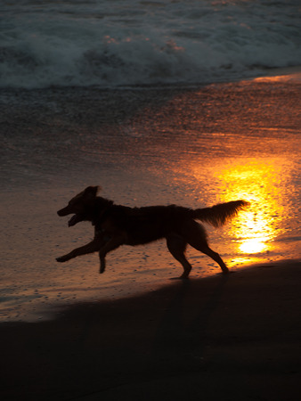 Puppy at the beachの写真素材