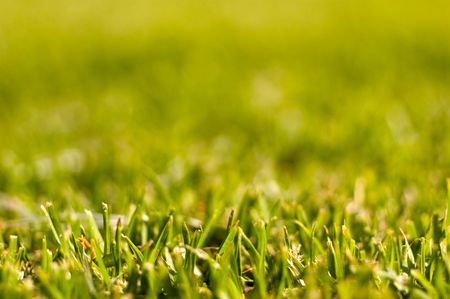 macro texture of some fresh mowed grass