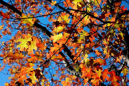 shot of some colorful leaves against blue sky, please check out my portfolio for more!