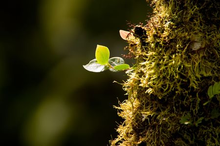 a few green leaves coming out from a trunkの写真素材