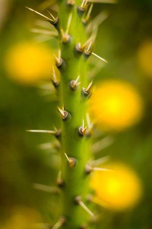 macro image of a cactus' thorns with flowers on the backgroundの写真素材